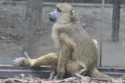 Beijing Zoological Gardens