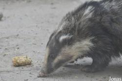 Beijing Zoological Gardens