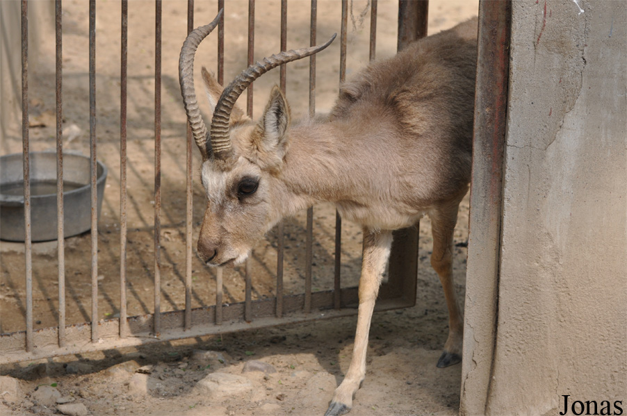 Beijing Zoological Gardens