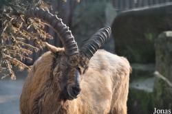 Zoo Dresden