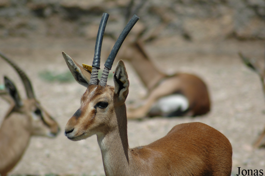 Parque de Rescate de Fauna Sahariana