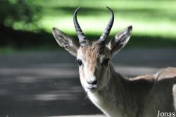 Tierpark Oberwald