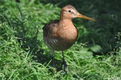 Vogelpark Ruinen