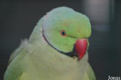 Psittacula krameri