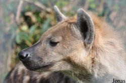 Jyllands Park Zoo