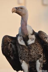 Birds of Prey Show