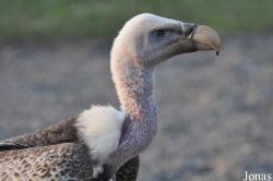 Birds of Prey Show