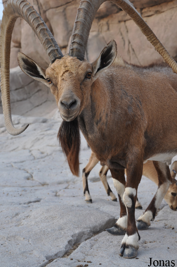 Sharjah Desert Park