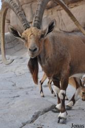 Sharjah Desert Park