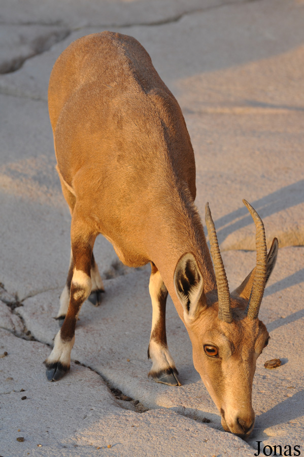 Sharjah Desert Park