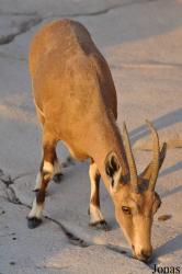 Sharjah Desert Park