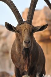 Sharjah Desert Park