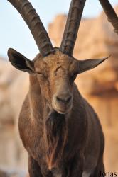 Sharjah Desert Park