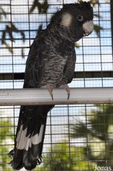 Mandai Birds Sanctuary