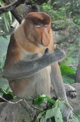 Singapore Zoo