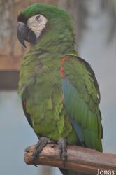 Jurong Bird Park