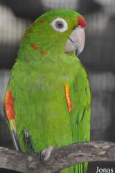 Jurong Bird Park