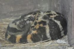 Zoo Taiping & Night Safari