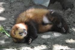 Mustela putorius furo