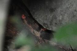 Melogale cucphuongensis
