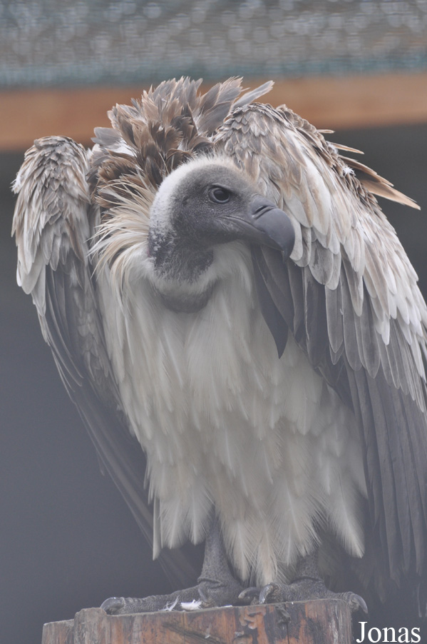 Eulen- und Greifvogelpark Buchs