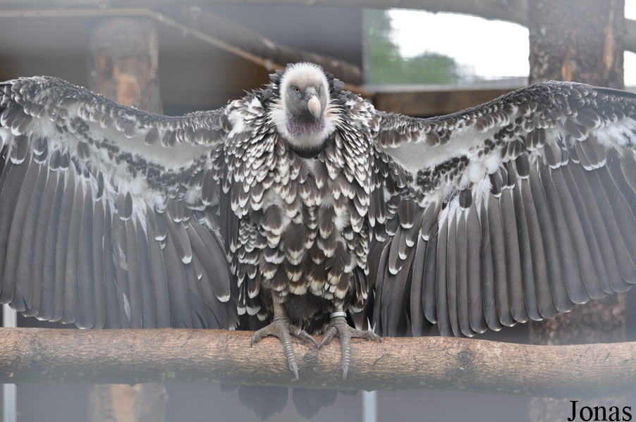 Eulen- und Greifvogelpark Buchs