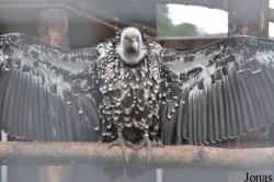 Eulen- und Greifvogelpark Buchs