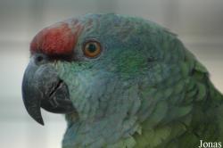 Amazona festiva