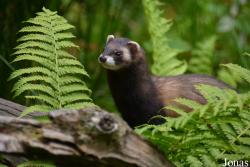 Mustela putorius