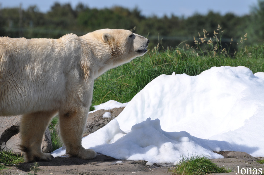 Skandinavisk Dyrepark