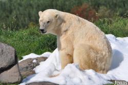 Skandinavisk Dyrepark