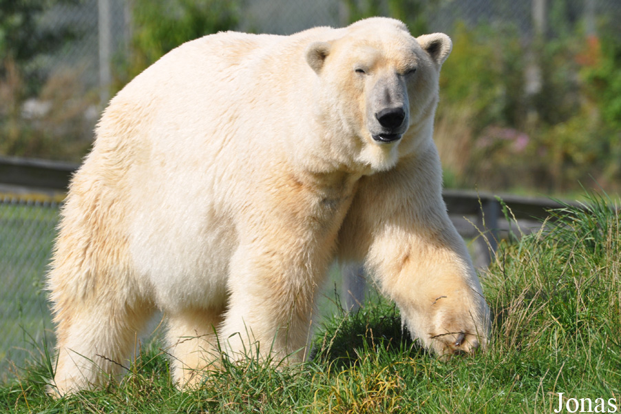Skandinavisk Dyrepark
