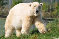 Skandinavisk Dyrepark