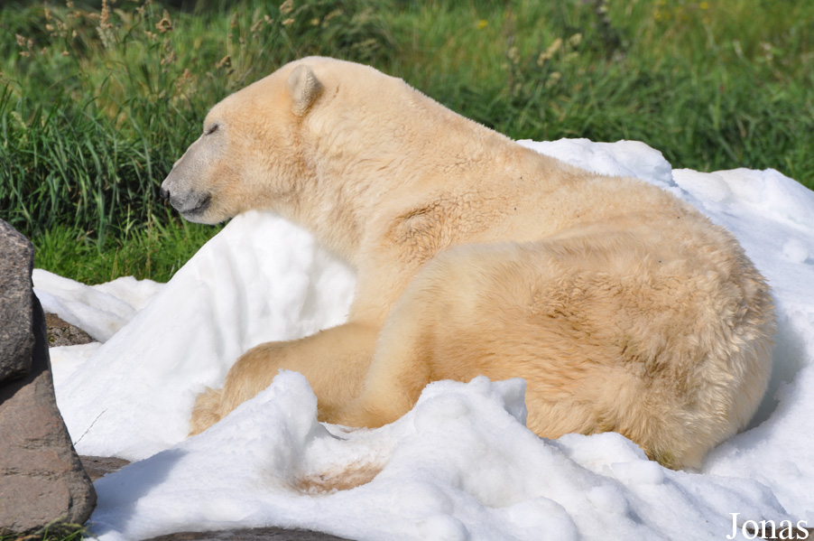 Skandinavisk Dyrepark