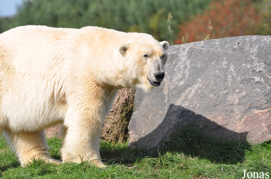Skandinavisk Dyrepark