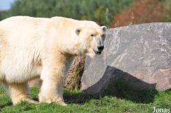 Skandinavisk Dyrepark