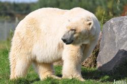 Skandinavisk Dyrepark