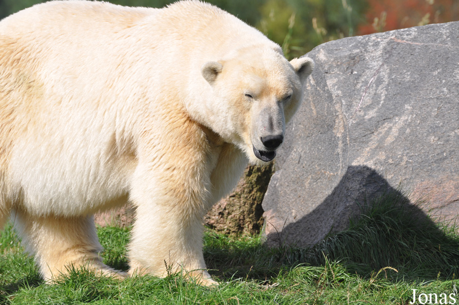 Skandinavisk Dyrepark