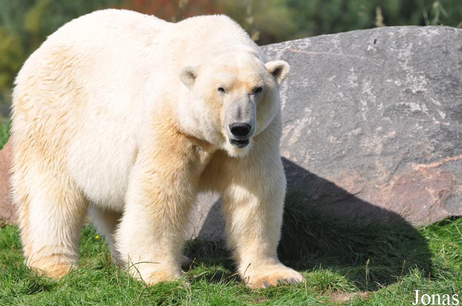 Skandinavisk Dyrepark