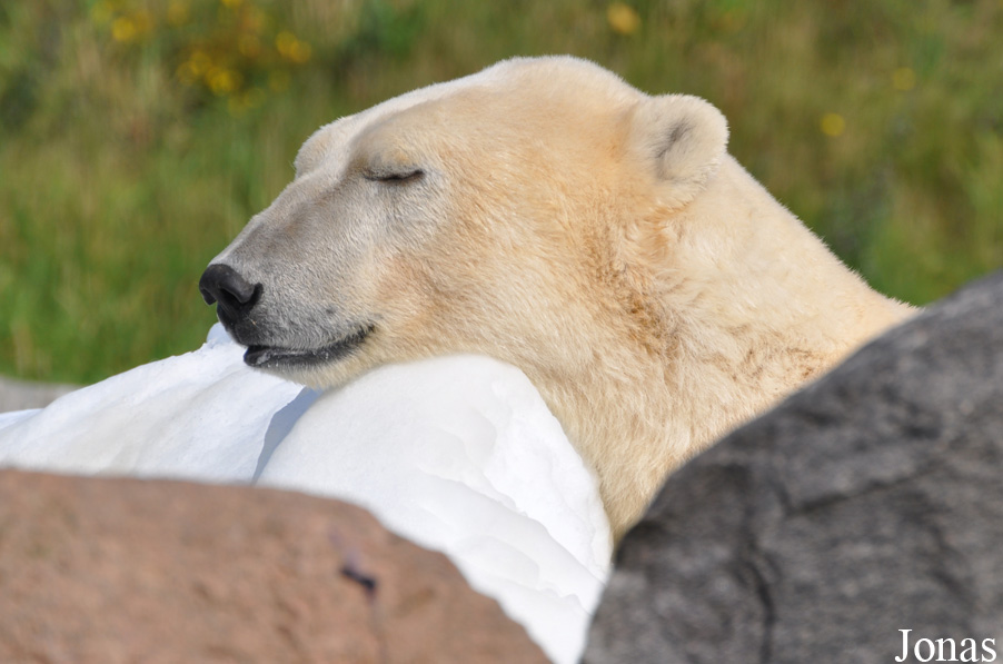 Skandinavisk Dyrepark