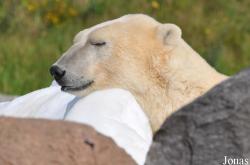 Skandinavisk Dyrepark
