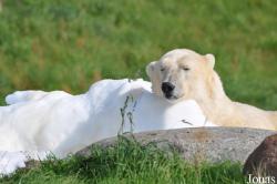 Skandinavisk Dyrepark