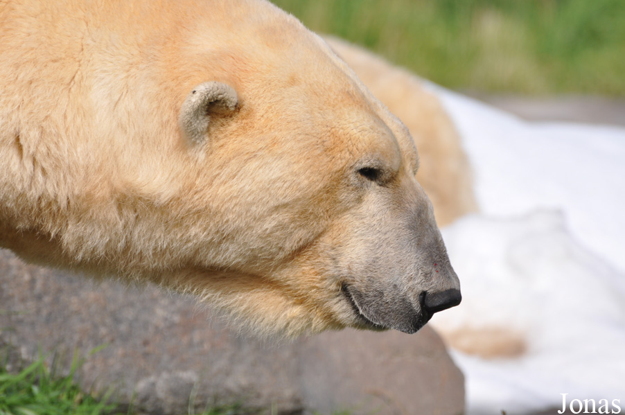 Skandinavisk Dyrepark