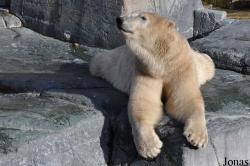 Zoo København