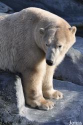 Zoo København