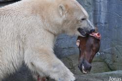 Zoo København
