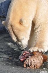 Zoo København