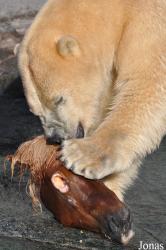 Zoo København