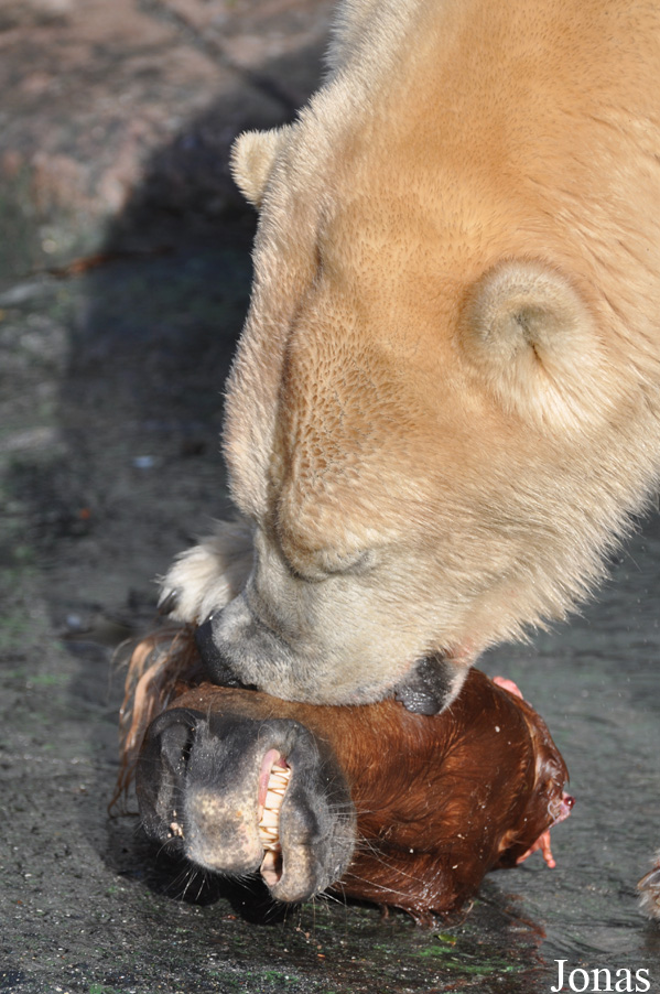 Zoo København