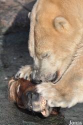 Zoo København